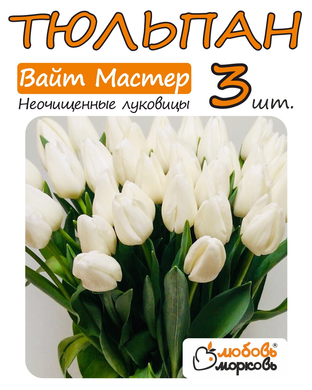 Тюльпан Луковица Вайт Мастер 3+ шт