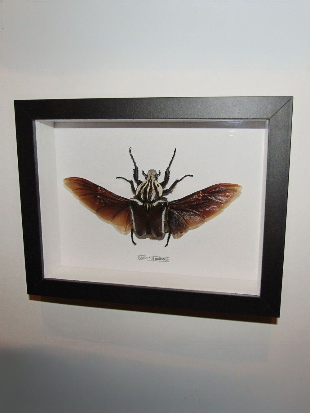 Жук Goliathus goliatus самка в рамке