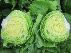 Глендана семена салата айсберг (Enza Zaden / Энза Заден)