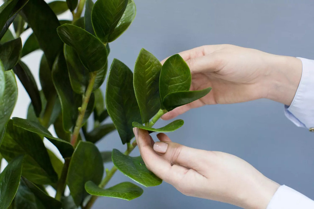 Куст замиокулькаса 67см