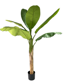 Банановая пальма 150 см.