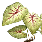 Каладиум куст с корнем 45 см