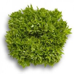 ЭКСАЙТ семена салата (Rijk Zwaan | Alexagro)