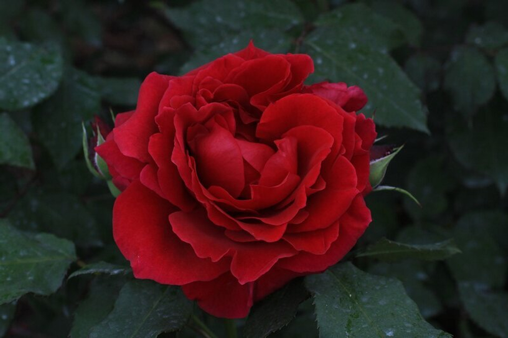 Роза Заед оф Абу Дабим С7 Закупка М57 июнь 2026