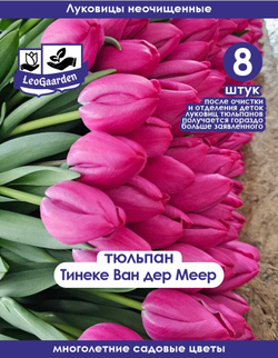 Тюльпан Луковица, Тинеке Ван дер Меер, 8+шт