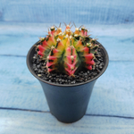 Gymnocalycium Variegata (Гимнокалициум Вариегатный)