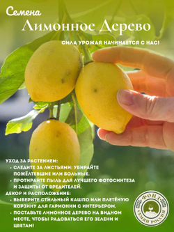 Лимонное дерево, Домашний лимон, Семена 5 шт. + подарочные семена