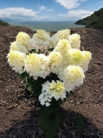 Гортензия метельчатая Милк энд Хани