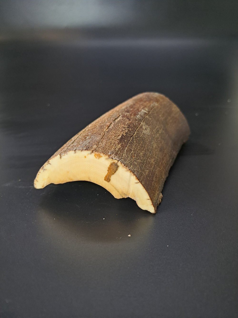 Бивень мамонта для коллекции и поделок