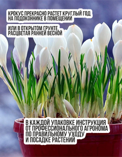 Крокус Луковица цветов, Жанна Дарк, 20шт