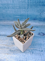 Crassula Silver Spark (Крассула)