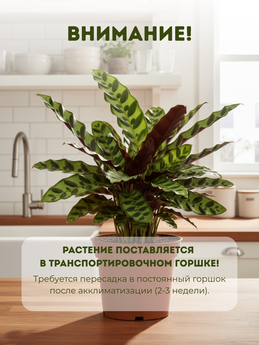 Калатея Leopard Pattern д.11