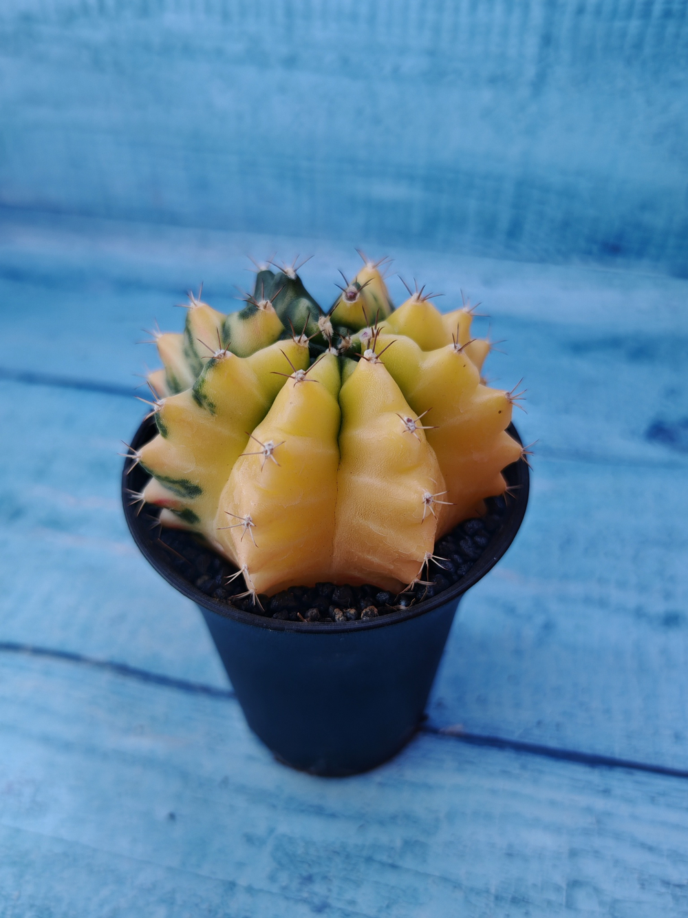 Gymnocalycium Variegata (Гимнокалициум Вариегатный)