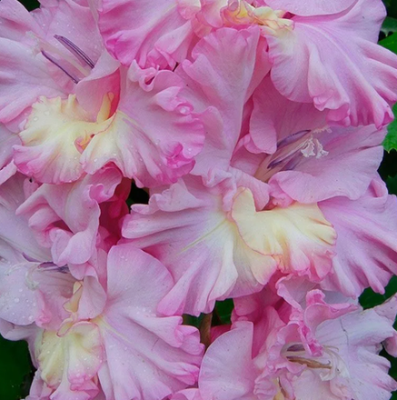 Отечественная селекция