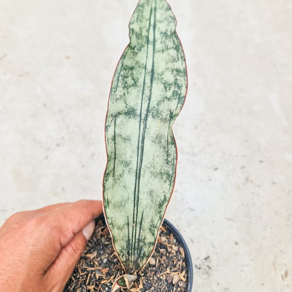 Сансевиерия KIRKII WHITE NENA