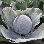 Ресима F1 семена капусты краснокочанной (Rijk Zwaan / Райк Цваан)