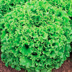 Наварон семена салата батавия (Vilmorin / Вильморин)