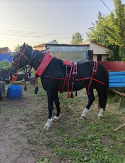 Шлея выездная