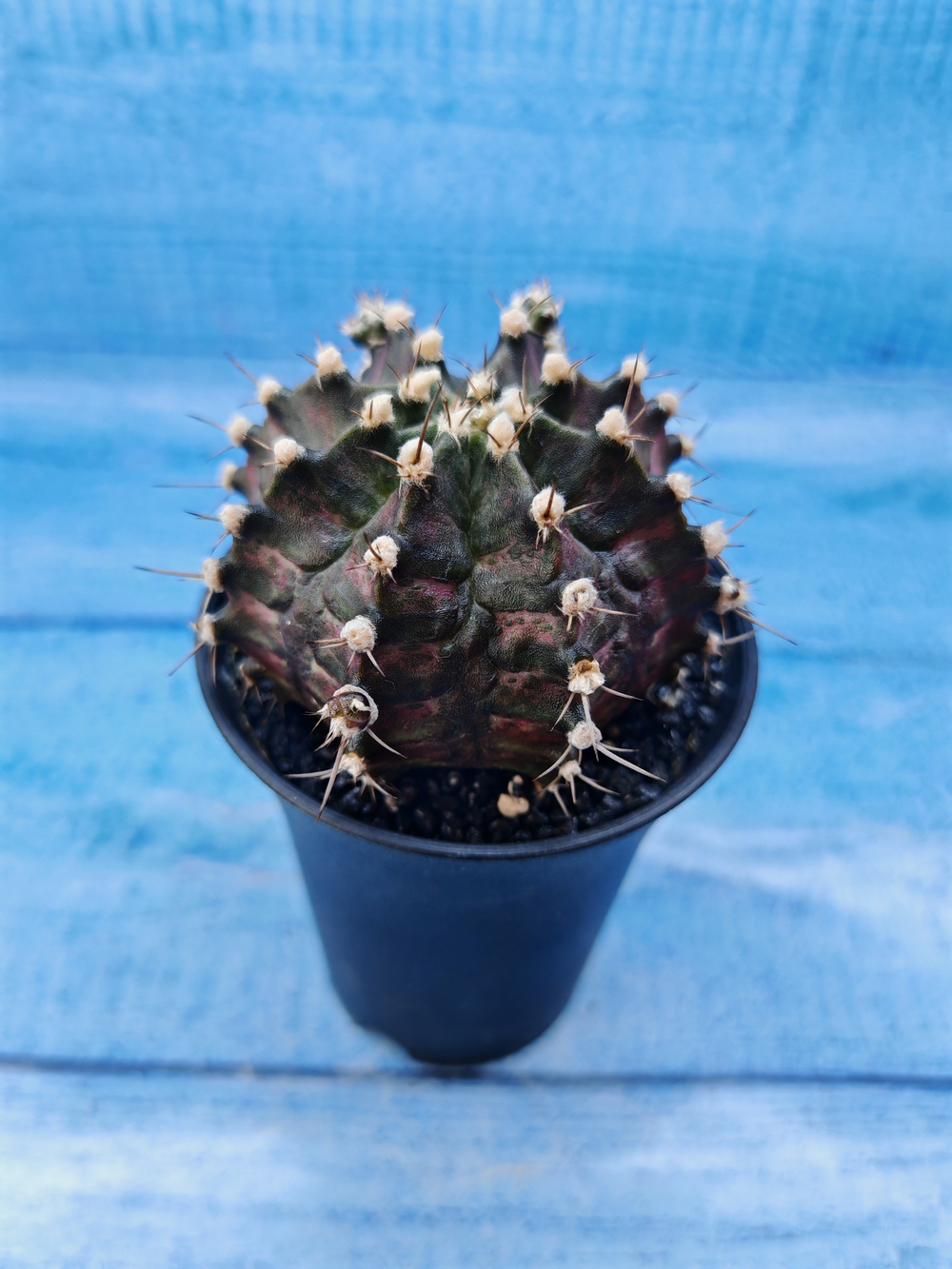 Gymnocalycium T-Rex Pink hybride (Гимнокалициум T-rex)