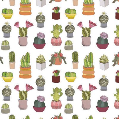 Цветущие кактусы и суккуленты. Комнатные растения различных сортов.