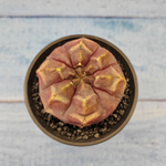 Gymnocalycium Daydream (Гимнокалициум)