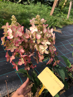 Гортензия метельчатая Пети Лантерн (3/6 веток) Закупка М59 апрель 2026