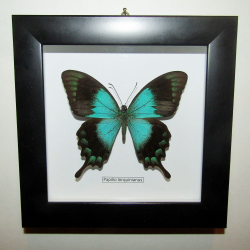 Бабочка Papilio lorquinnianus в рамке