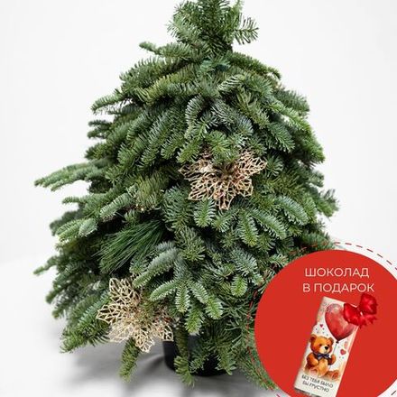 "Зимняя симфония"