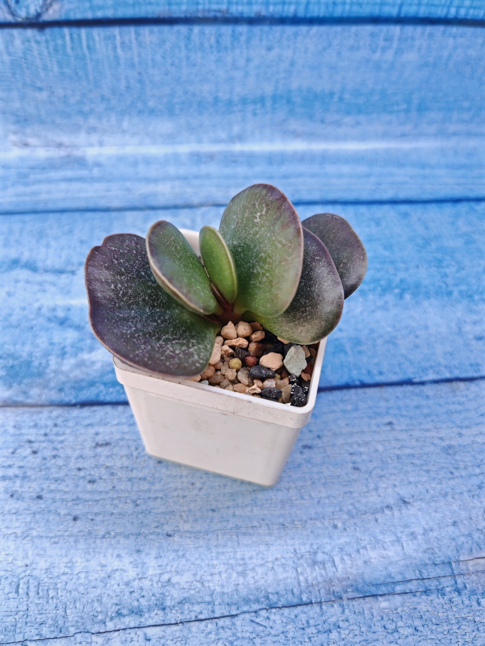 Adromischus Maculatus hyb. (Адромискус)
