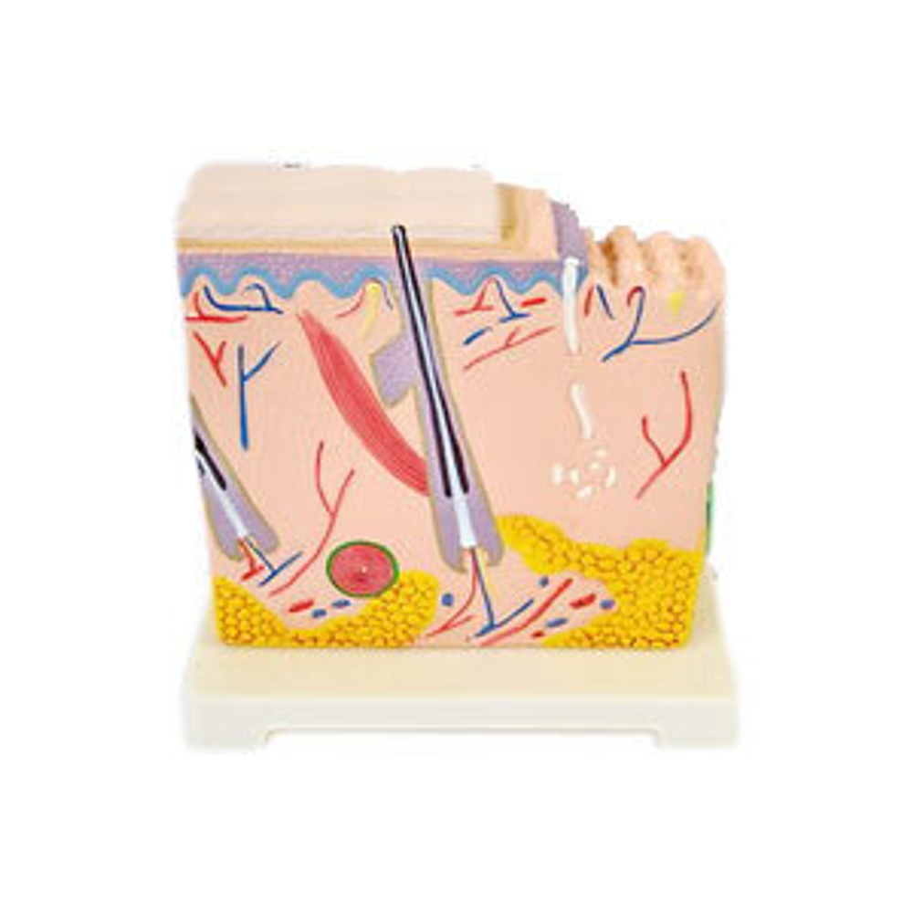 Модель "Кожа человека"