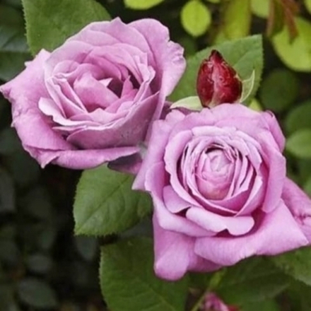 Роза Кул Ватер (чайно-гибридные) 3 года