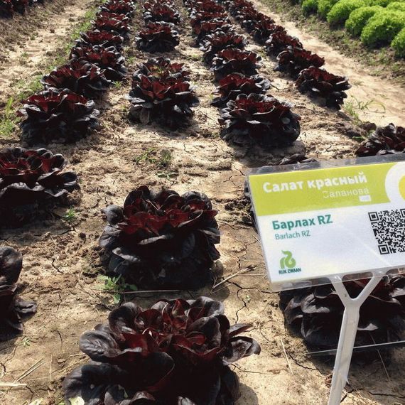 Барлах семена салата дуболистного (Rijk Zwaan / Райк Цваан) семена