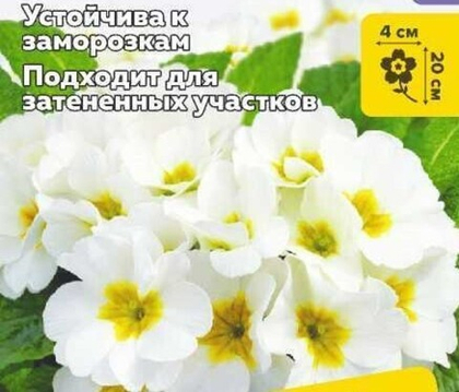 Примула Аккорд вайт