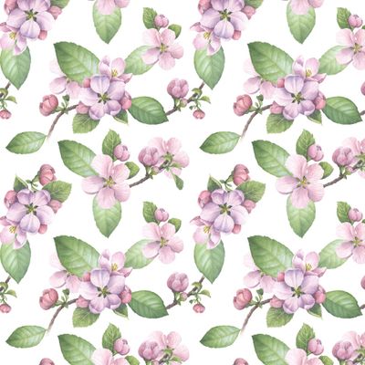 Цветение яблони на белом фоне