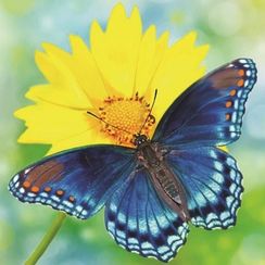 Лето- алмазная картина