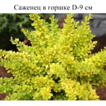 Барбарис Тунберга Сенсейшен С2 10-20