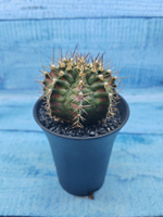 Gymnocalycium T-Rex Pink hybride (Гимнокалициум T-rex)