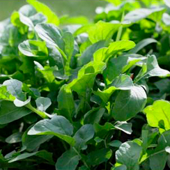 Эврика семена рукколы (Гавриш)