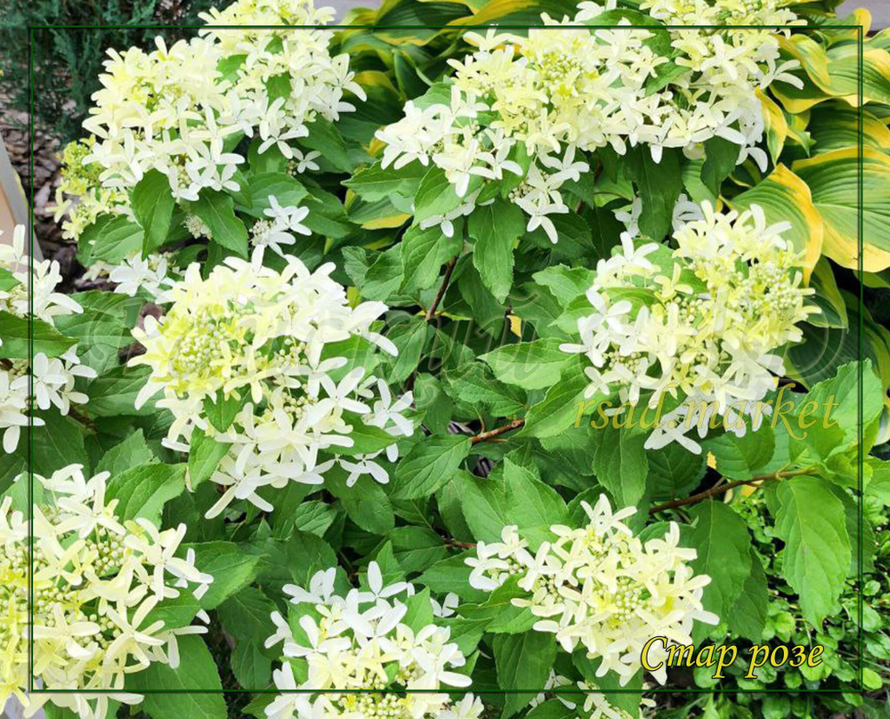 Гортензия метельчатая Стар Роуз- Звёздная Роза (Hydrangea paniculata `Star Rose`)