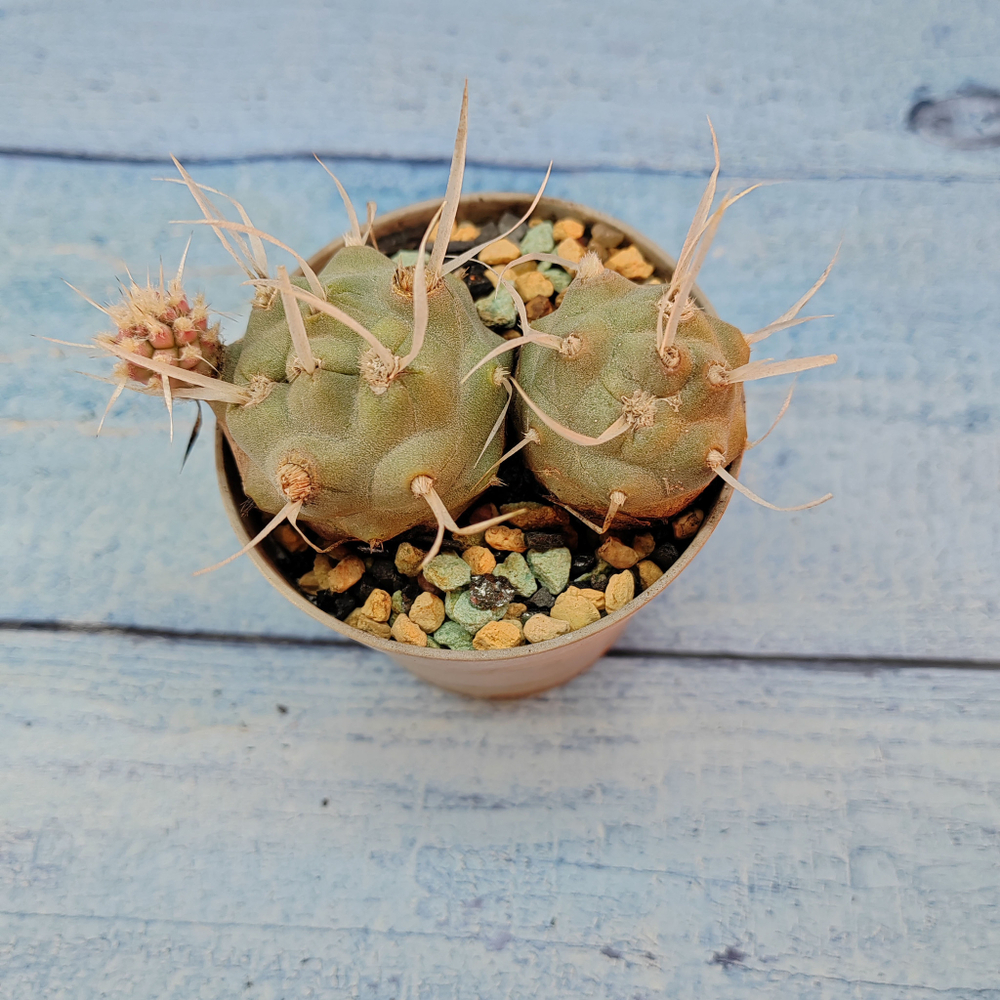 Tephrocactus Articulatus Papyracanthus (Тефрокактус)