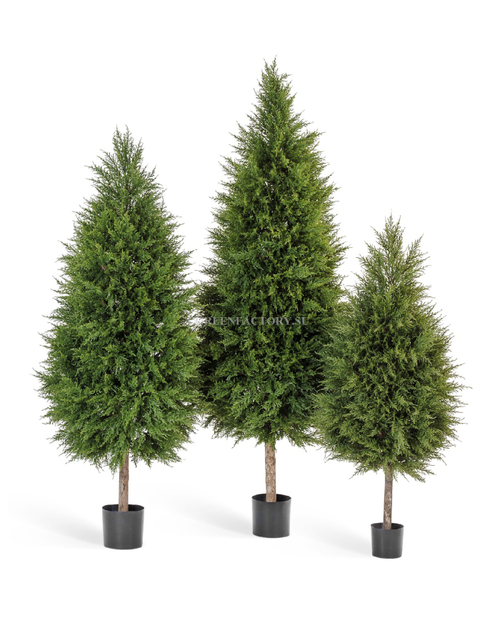 Кипарис Тауэр уличный новый