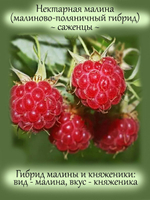 Малина Нектарная гибрид малины и княженики