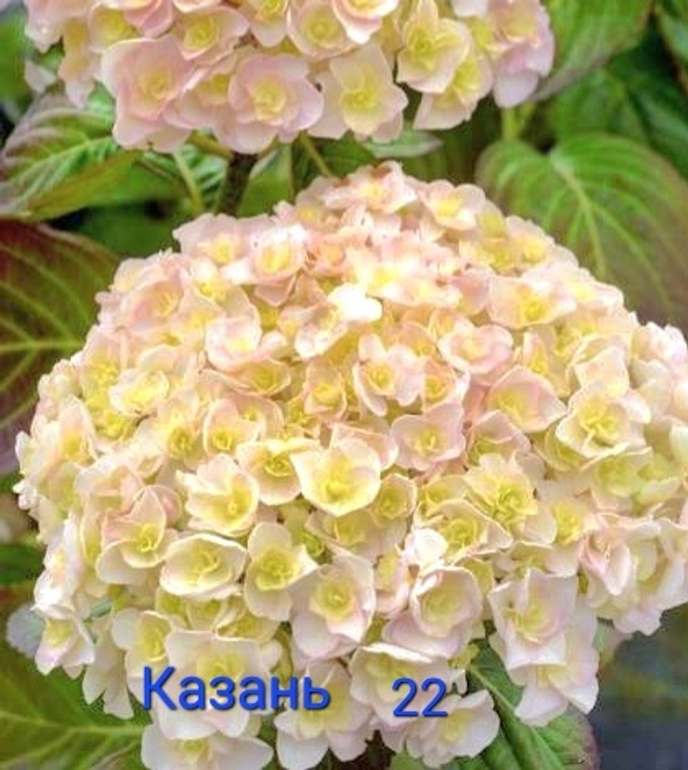 KAZAN/КАЗАН (Стандарт поставки Р9)2025г.