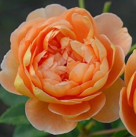 Роза английская Пэт Остин