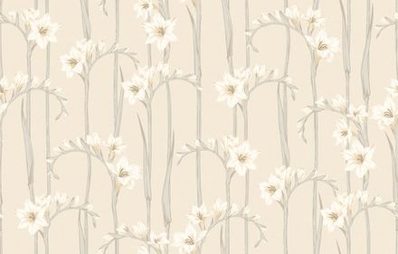 Gladiolus