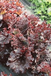 Скороход семена салата дуболистного (Гавриш)