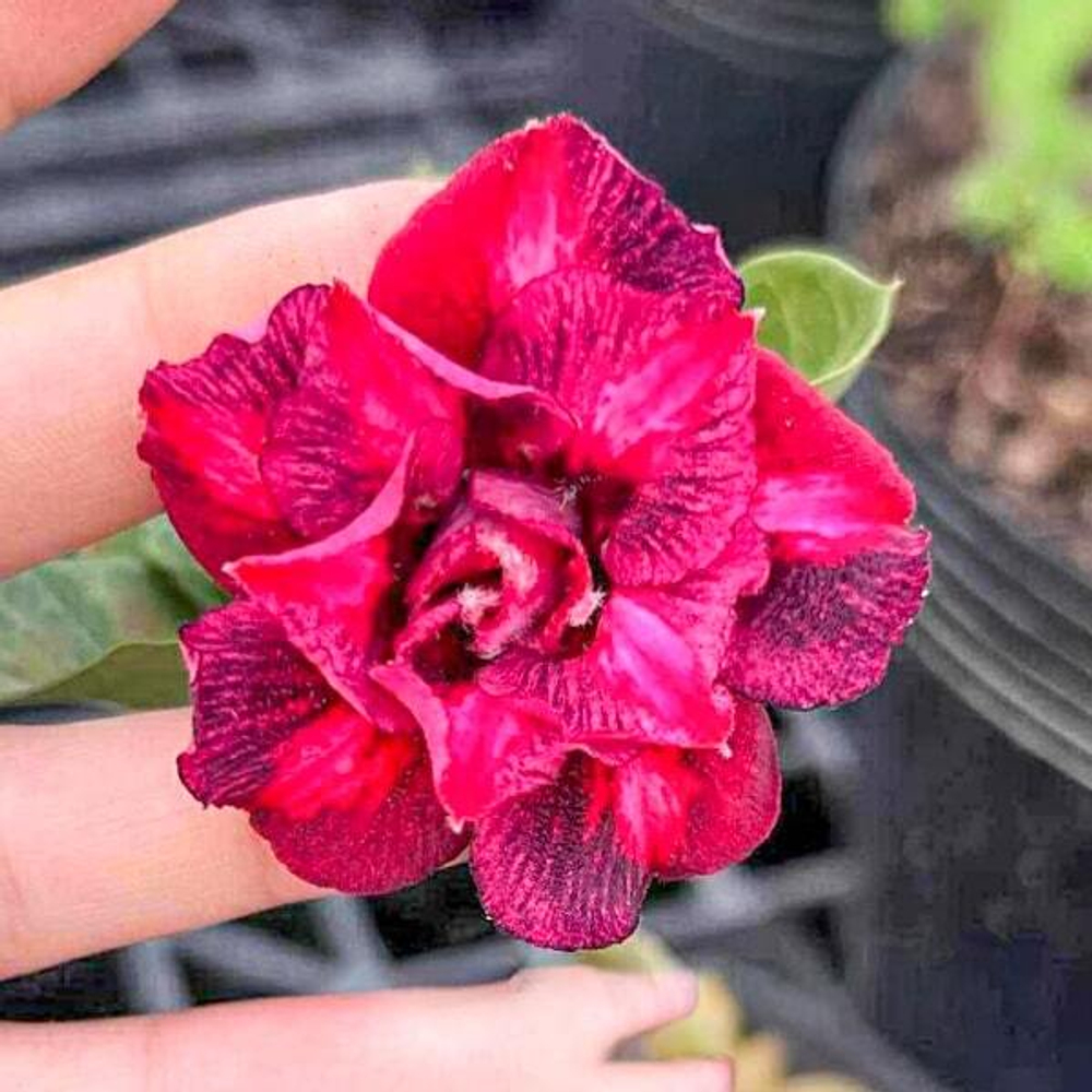 Адениум CHERMAL