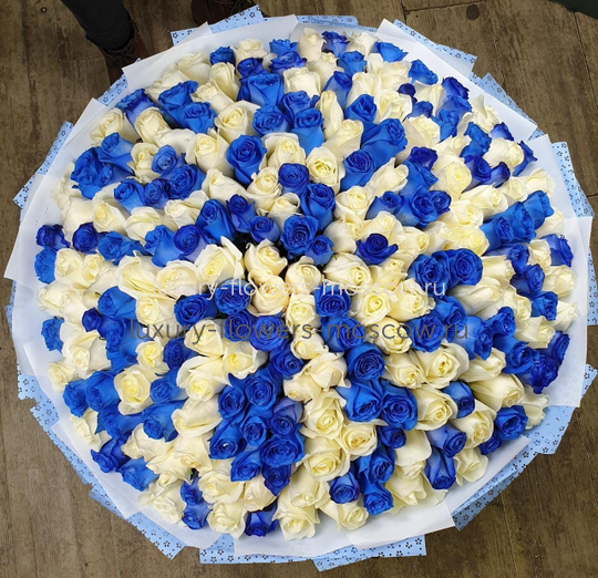 301 белая и синяя роза