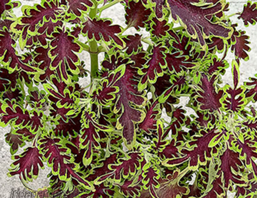 Колеус Electric coral