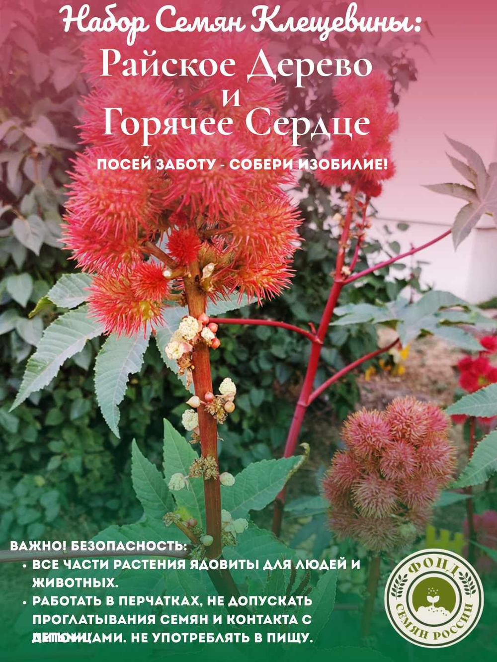 Набор Семян Клещевины Райское Дерево и Горячее Сердце, 10 шт. семян, 4 гр., 2 сорта